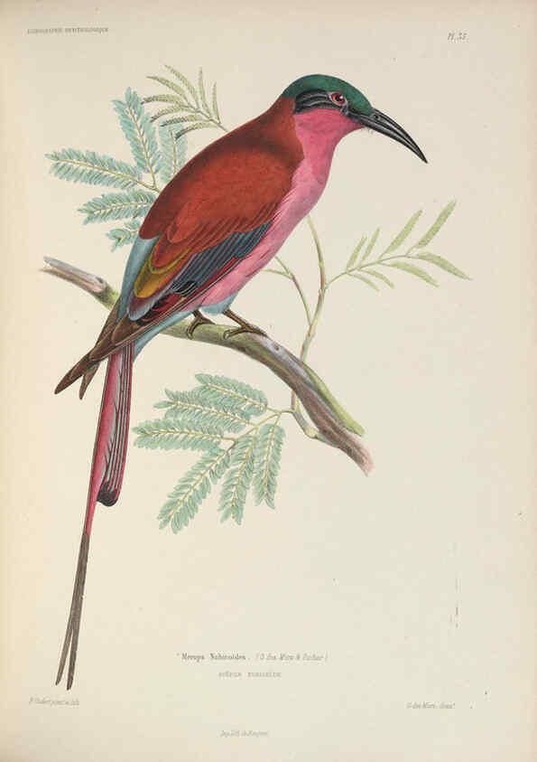 Reproducción/Reproduction 6120572950: Iconographie ornithologique Paris :Chez Friedrich Klincksieck [etc., etc.],1849 [i.e. 1845-1849] 