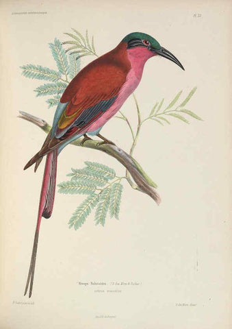Reproducción/Reproduction 6120572950: Iconographie ornithologique Paris :Chez Friedrich Klincksieck [etc., etc.],1849 [i.e. 1845-1849] 