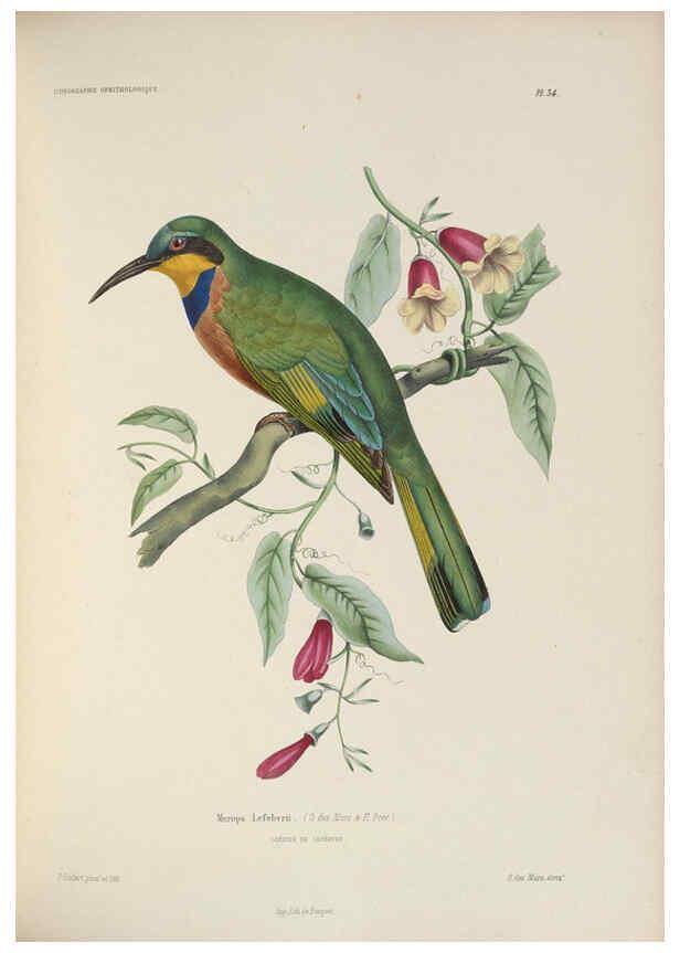 Reproducción/Reproduction 6120029217: Iconographie ornithologique Paris :Chez Friedrich Klincksieck [etc., etc.],1849 [i.e. 1845-1849] 