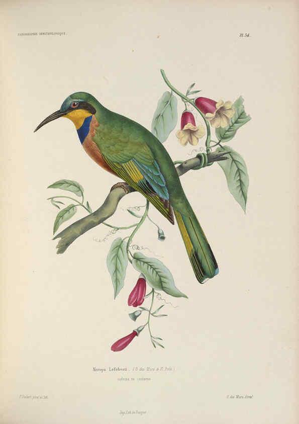 Reproducción/Reproduction 6120029217: Iconographie ornithologique Paris :Chez Friedrich Klincksieck [etc., etc.],1849 [i.e. 1845-1849] 