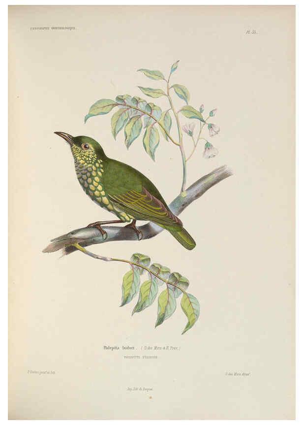 Reproducción/Reproduction 6120572488: Iconographie ornithologique Paris :Chez Friedrich Klincksieck [etc., etc.],1849 [i.e. 1845-1849] 