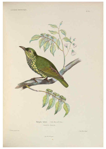 Reproducción/Reproduction 6120572488: Iconographie ornithologique Paris :Chez Friedrich Klincksieck [etc., etc.],1849 [i.e. 1845-1849] 