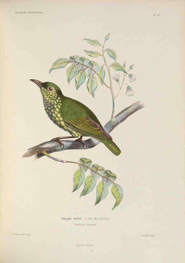 Reproducción/Reproduction 6120572488: Iconographie ornithologique Paris :Chez Friedrich Klincksieck [etc., etc.],1849 [i.e. 1845-1849] 