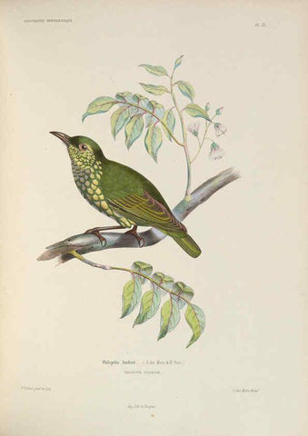 Reproducción/Reproduction 6120572488: Iconographie ornithologique Paris :Chez Friedrich Klincksieck [etc., etc.],1849 [i.e. 1845-1849] 
