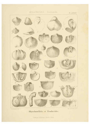 Reproducción/Reproduction 6106630254: Traité de paléontologie London : H. Ballière ;J.-B. Baillière ;1853-1857