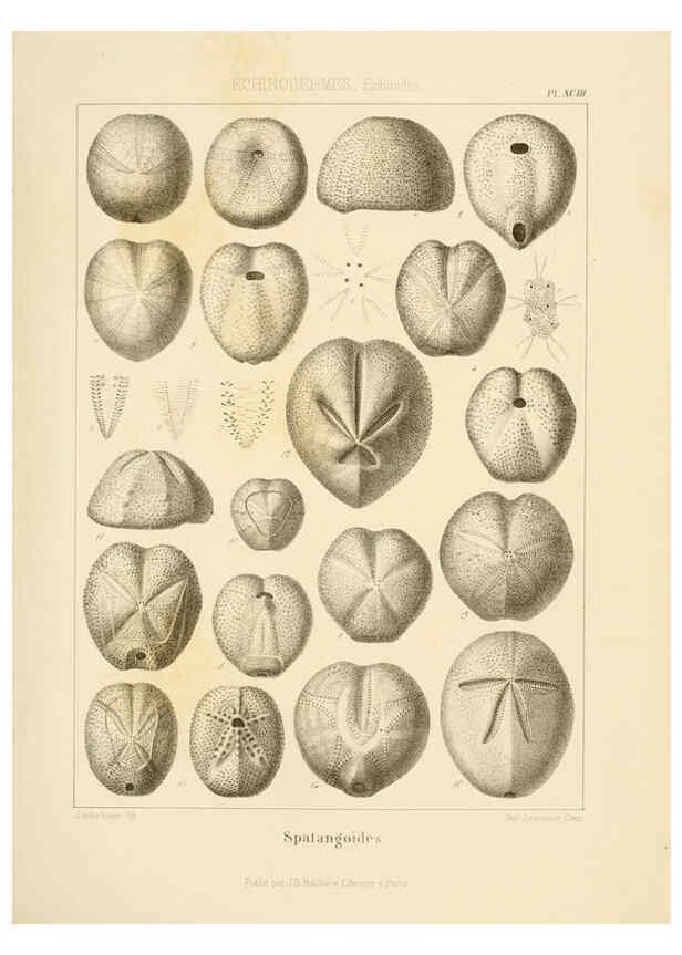 Reproducción/Reproduction 6106631840: Traité de paléontologie London : H. Ballière ;J.-B. Baillière ;1853-1857
