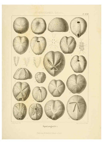 Reproducción/Reproduction 6106631840: Traité de paléontologie London : H. Ballière ;J.-B. Baillière ;1853-1857