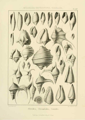 Reproducción/Reproduction 6106078823: Traité de paléontologie London : H. Ballière ;J.-B. Baillière ;1853-1857