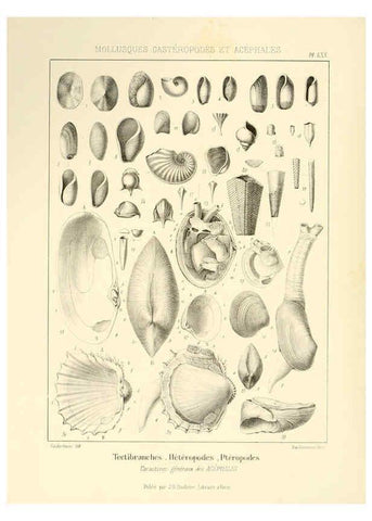 Reproducción/Reproduction 6106625356: Traité de paléontologie London : H. Ballière ;J.-B. Baillière ;1853-1857