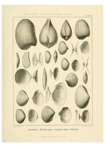 Reproducción/Reproduction 6106081281: Traité de paléontologie London : H. Ballière ;J.-B. Baillière ;1853-1857