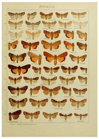 Reproducción/Reproduction 6119679657: The Macrolepidoptera of the world. v.3. plates Stuttgart,Seitz'schen (Kernen),1906-1933