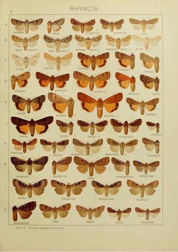 Reproducción/Reproduction 6119679657: The Macrolepidoptera of the world. v.3. plates Stuttgart,Seitz'schen (Kernen),1906-1933