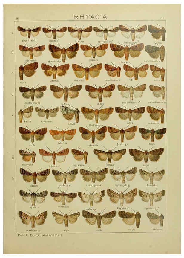 Reproducción/Reproduction 6120223280: The Macrolepidoptera of the world. v.3. plates Stuttgart,Seitz'schen (Kernen),1906-1933