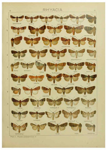 Reproducción/Reproduction 6120223280: The Macrolepidoptera of the world. v.3. plates Stuttgart,Seitz'schen (Kernen),1906-1933