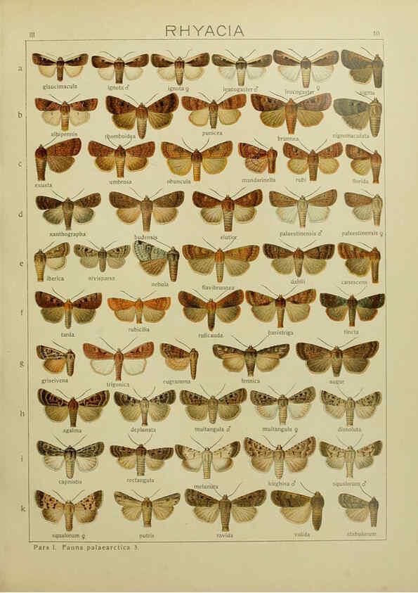 Reproducción/Reproduction 6120223280: The Macrolepidoptera of the world. v.3. plates Stuttgart,Seitz'schen (Kernen),1906-1933