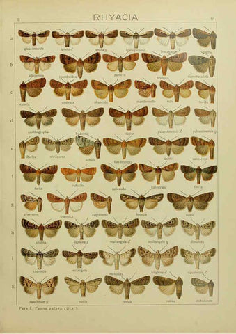 Reproducción/Reproduction 6120223280: The Macrolepidoptera of the world. v.3. plates Stuttgart,Seitz'schen (Kernen),1906-1933