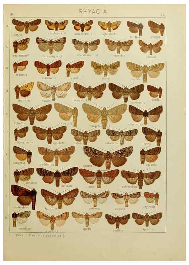 Reproducción/Reproduction 6120223478: The Macrolepidoptera of the world. v.3. plates Stuttgart,Seitz'schen (Kernen),1906-1933