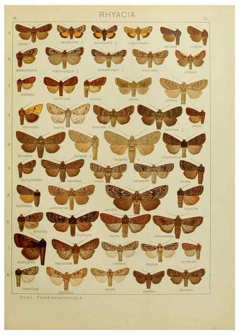 Reproducción/Reproduction 6120223478: The Macrolepidoptera of the world. v.3. plates Stuttgart,Seitz'schen (Kernen),1906-1933