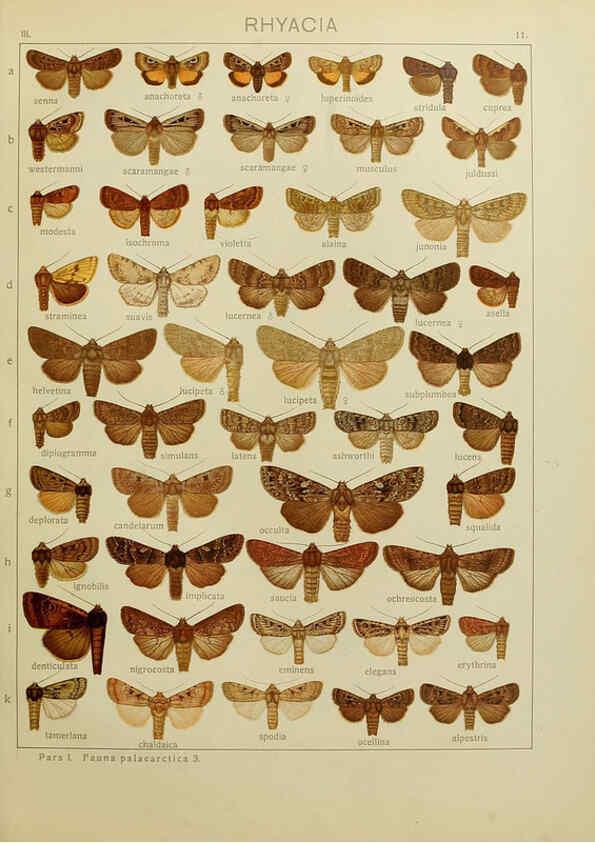 Reproducción/Reproduction 6120223478: The Macrolepidoptera of the world. v.3. plates Stuttgart,Seitz'schen (Kernen),1906-1933