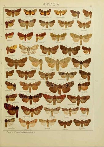 Reproducción/Reproduction 6120223478: The Macrolepidoptera of the world. v.3. plates Stuttgart,Seitz'schen (Kernen),1906-1933