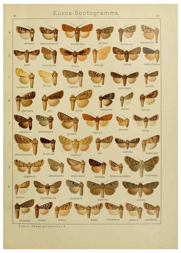 Reproducción/Reproduction 6120223626: The Macrolepidoptera of the world. v.3. plates Stuttgart,Seitz'schen (Kernen),1906-1933