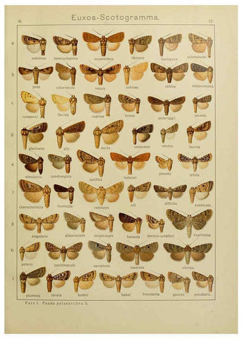 Reproducción/Reproduction 6120223626: The Macrolepidoptera of the world. v.3. plates Stuttgart,Seitz'schen (Kernen),1906-1933