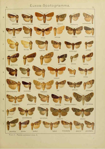 Reproducción/Reproduction 6120223626: The Macrolepidoptera of the world. v.3. plates Stuttgart,Seitz'schen (Kernen),1906-1933