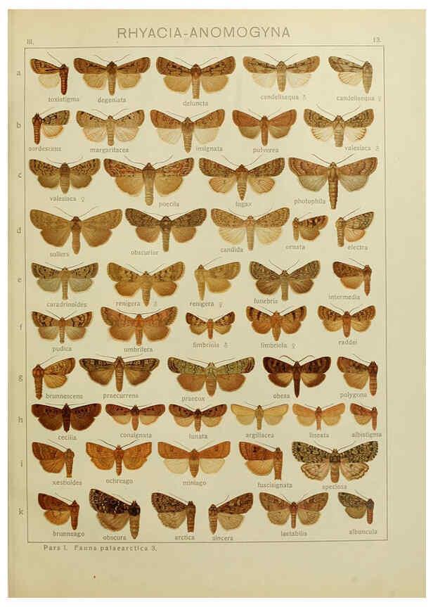 Reproducción/Reproduction 6119680433: The Macrolepidoptera of the world. v.3. plates Stuttgart,Seitz'schen (Kernen),1906-1933
