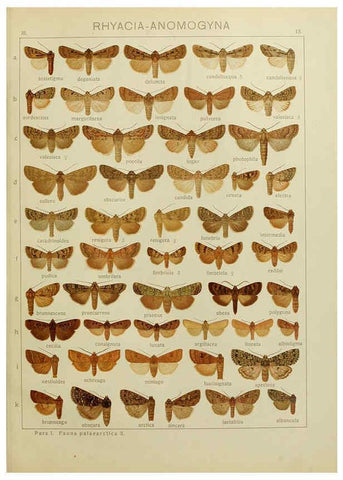 Reproducción/Reproduction 6119680433: The Macrolepidoptera of the world. v.3. plates Stuttgart,Seitz'schen (Kernen),1906-1933
