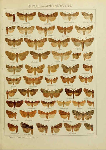 Reproducción/Reproduction 6119680433: The Macrolepidoptera of the world. v.3. plates Stuttgart,Seitz'schen (Kernen),1906-1933