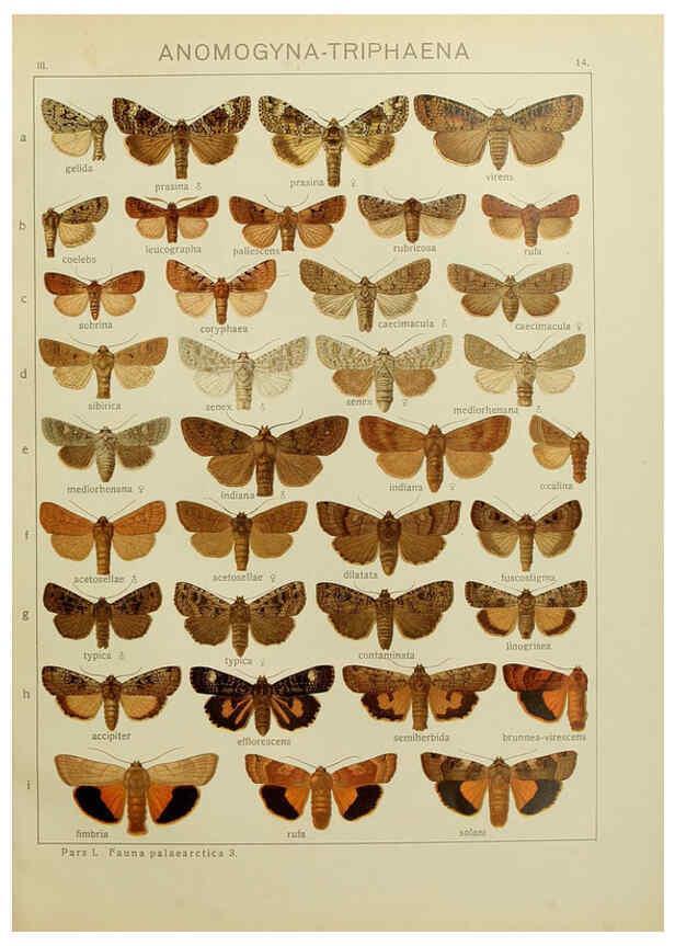 Reproducción/Reproduction 6119680619: The Macrolepidoptera of the world. v.3. plates Stuttgart,Seitz'schen (Kernen),1906-1933