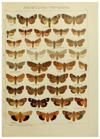 Reproducción/Reproduction 6119680619: The Macrolepidoptera of the world. v.3. plates Stuttgart,Seitz'schen (Kernen),1906-1933
