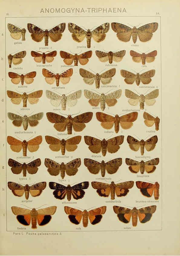 Reproducción/Reproduction 6119680619: The Macrolepidoptera of the world. v.3. plates Stuttgart,Seitz'schen (Kernen),1906-1933