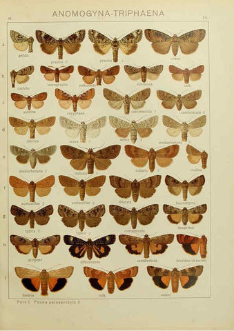 Reproducción/Reproduction 6119680619: The Macrolepidoptera of the world. v.3. plates Stuttgart,Seitz'schen (Kernen),1906-1933