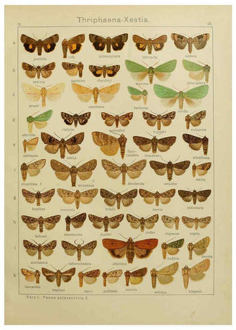 Reproducción/Reproduction 6119680773: The Macrolepidoptera of the world. v.3. plates Stuttgart,Seitz'schen (Kernen),1906-1933