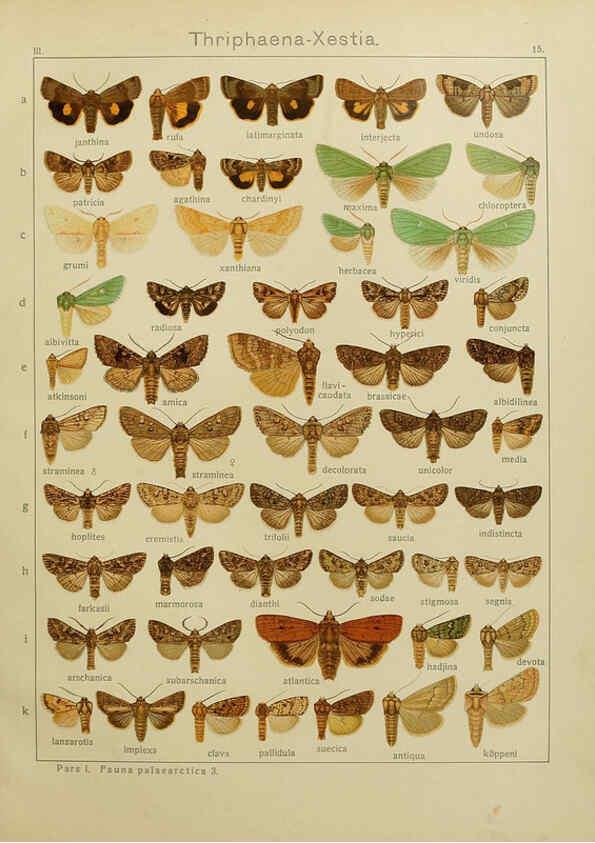 Reproducción/Reproduction 6119680773: The Macrolepidoptera of the world. v.3. plates Stuttgart,Seitz'schen (Kernen),1906-1933