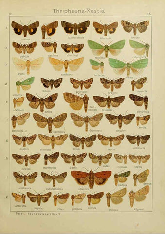 Reproducción/Reproduction 6119680773: The Macrolepidoptera of the world. v.3. plates Stuttgart,Seitz'schen (Kernen),1906-1933