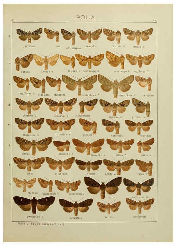 Reproducción/Reproduction 6119680989: The Macrolepidoptera of the world. v.3. plates Stuttgart,Seitz'schen (Kernen),1906-1933