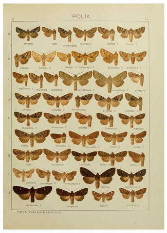 Reproducción/Reproduction 6119680989: The Macrolepidoptera of the world. v.3. plates Stuttgart,Seitz'schen (Kernen),1906-1933