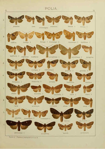 Reproducción/Reproduction 6119680989: The Macrolepidoptera of the world. v.3. plates Stuttgart,Seitz'schen (Kernen),1906-1933