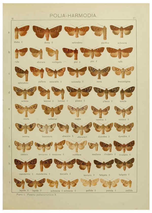Reproducción/Reproduction 6120224590: The Macrolepidoptera of the world. v.3. plates Stuttgart,Seitz'schen (Kernen),1906-1933