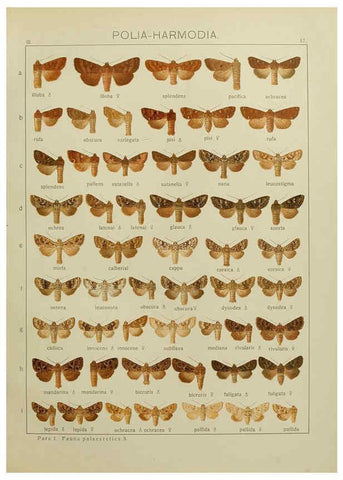 Reproducción/Reproduction 6120224590: The Macrolepidoptera of the world. v.3. plates Stuttgart,Seitz'schen (Kernen),1906-1933