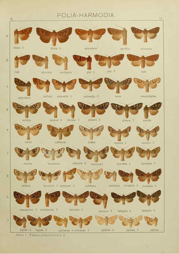 Reproducción/Reproduction 6120224590: The Macrolepidoptera of the world. v.3. plates Stuttgart,Seitz'schen (Kernen),1906-1933