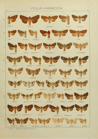 Reproducción/Reproduction 6120224590: The Macrolepidoptera of the world. v.3. plates Stuttgart,Seitz'schen (Kernen),1906-1933