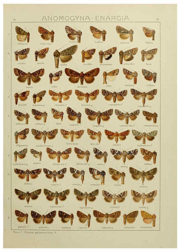 Reproducción/Reproduction 6119681247: The Macrolepidoptera of the world. v.3. plates Stuttgart,Seitz'schen (Kernen),1906-1933