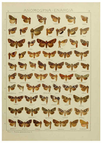 Reproducción/Reproduction 6119681247: The Macrolepidoptera of the world. v.3. plates Stuttgart,Seitz'schen (Kernen),1906-1933