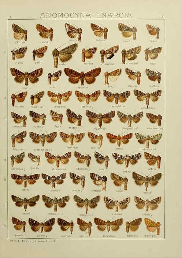 Reproducción/Reproduction 6119681247: The Macrolepidoptera of the world. v.3. plates Stuttgart,Seitz'schen (Kernen),1906-1933
