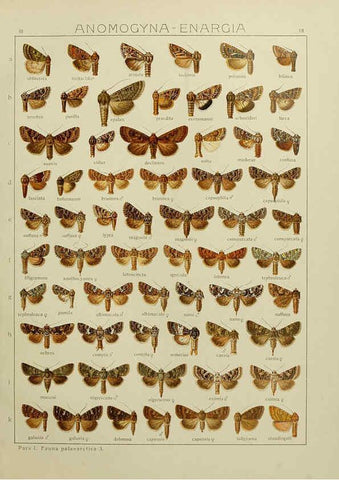 Reproducción/Reproduction 6119681247: The Macrolepidoptera of the world. v.3. plates Stuttgart,Seitz'schen (Kernen),1906-1933