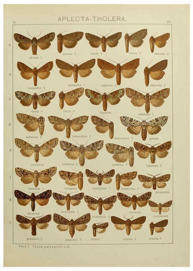 Reproducción/Reproduction 6119681393: The Macrolepidoptera of the world. v.3. plates Stuttgart,Seitz'schen (Kernen),1906-1933