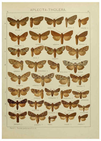 Reproducción/Reproduction 6119681393: The Macrolepidoptera of the world. v.3. plates Stuttgart,Seitz'schen (Kernen),1906-1933